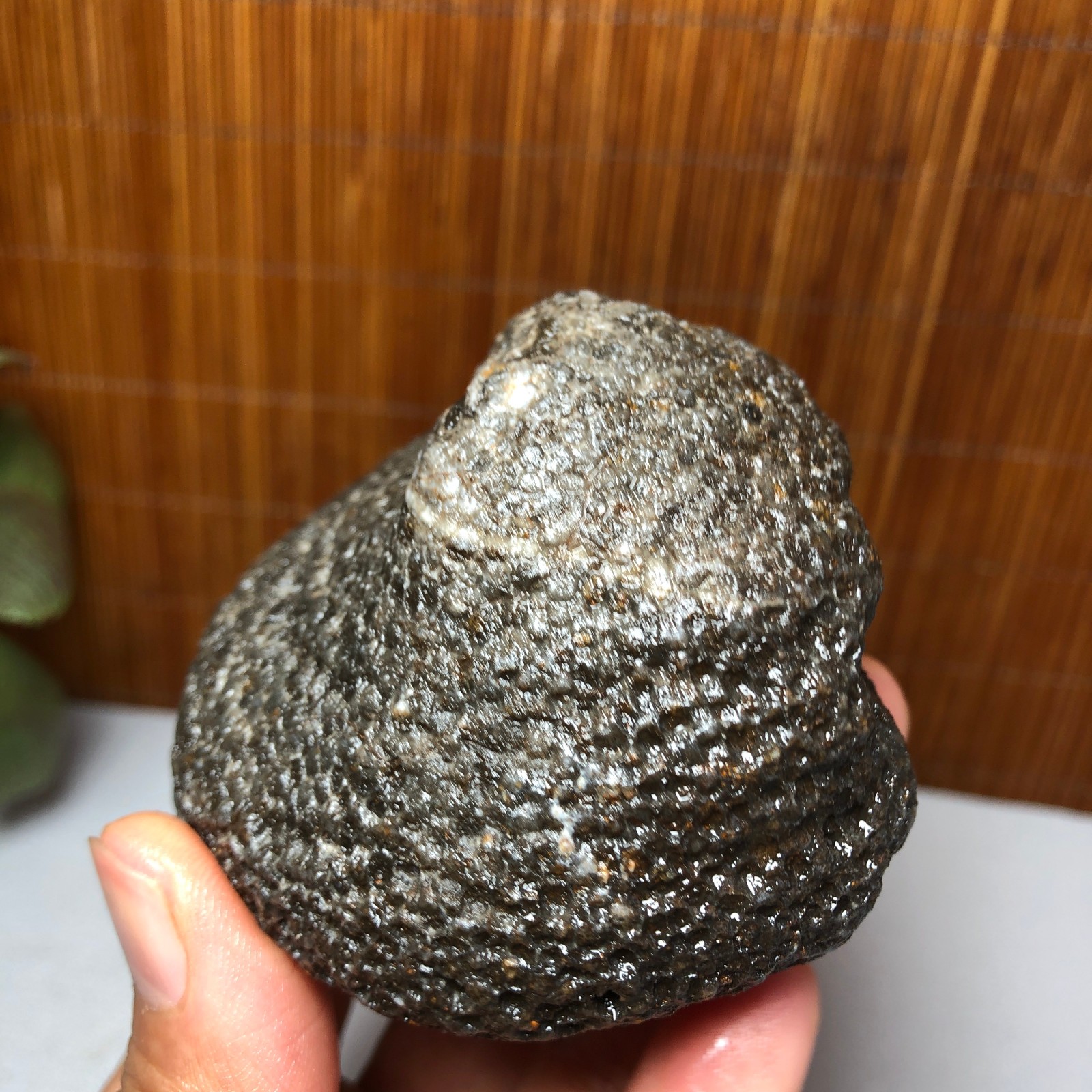 73mm Rare Rugose Coral Slab original Actinocyathus Morocco 291g AA9419