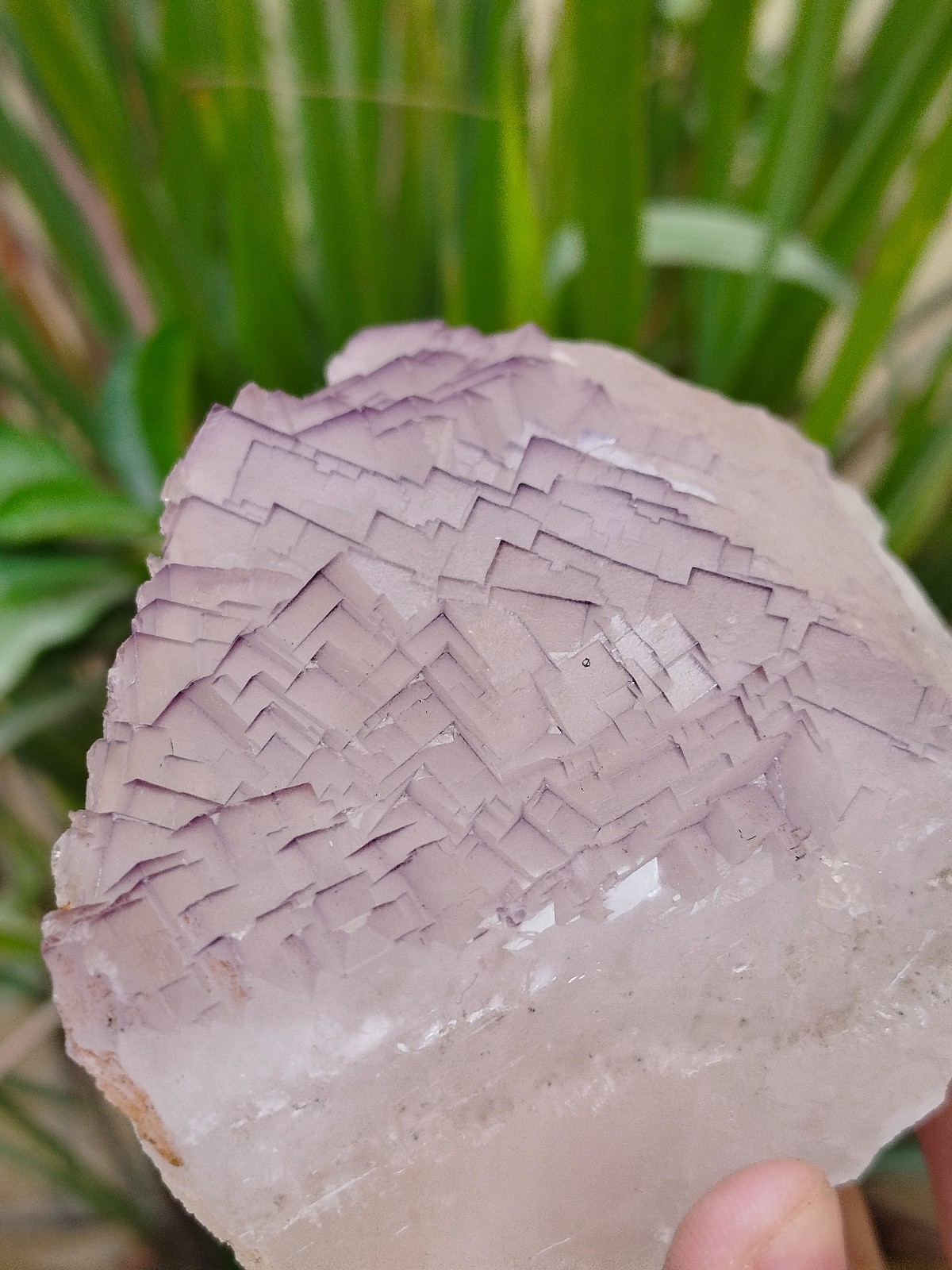 630g Natural Step Wise Cubic Fluorite Purple Lining Crystals Mineral Specimen