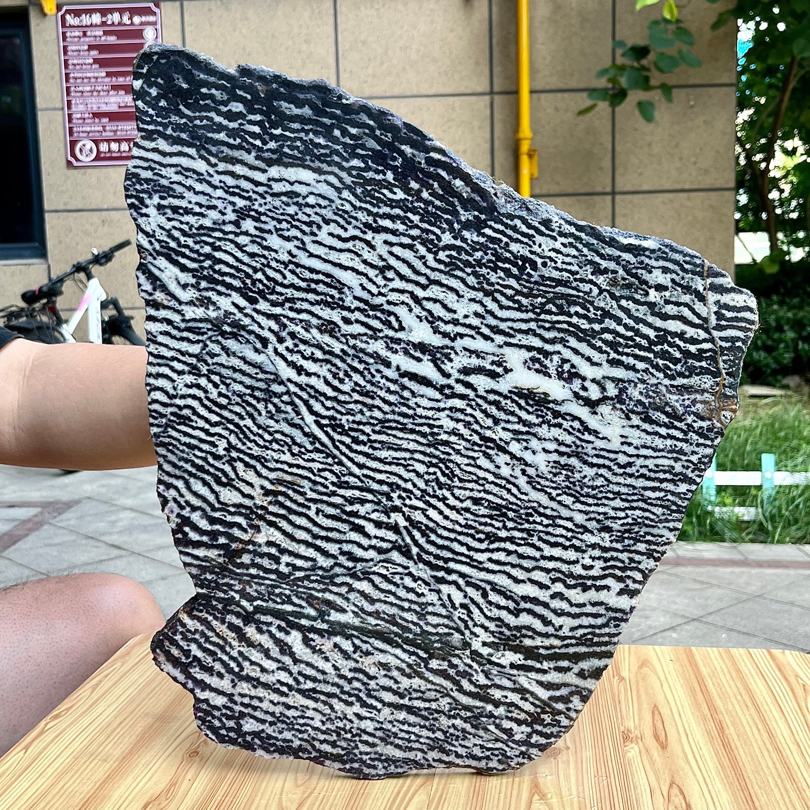Zebra Stone Polished Slice Black White Stripe Mineral Specimen Display 9.9 lb