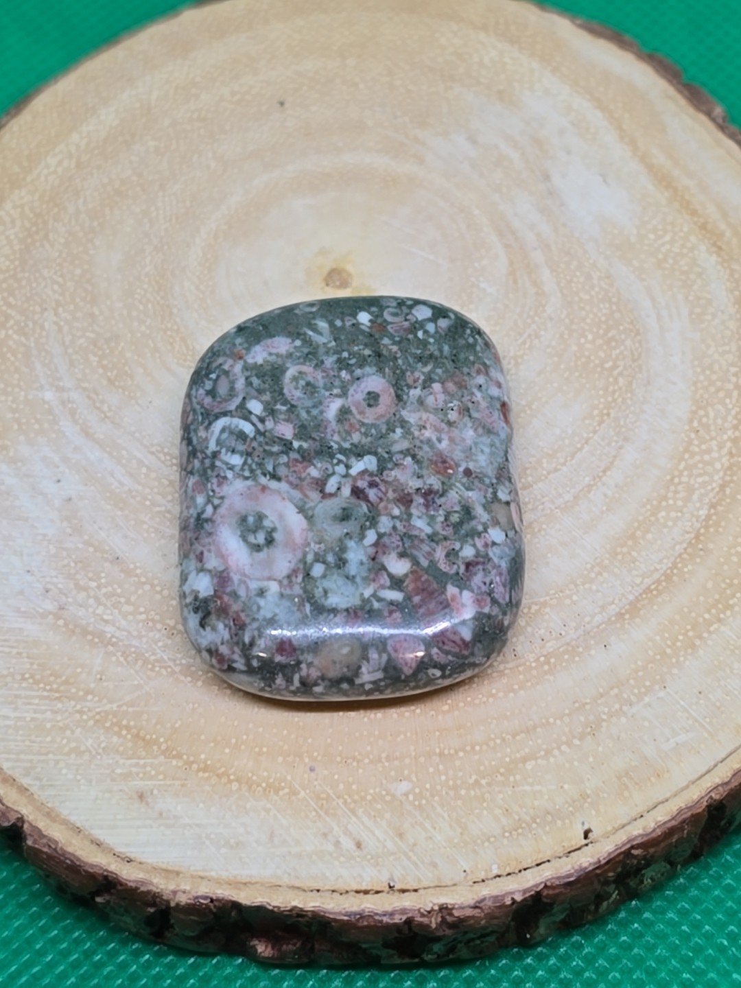 Fossil Shell Palm Stone Palmstone Flat Pocket Polished
