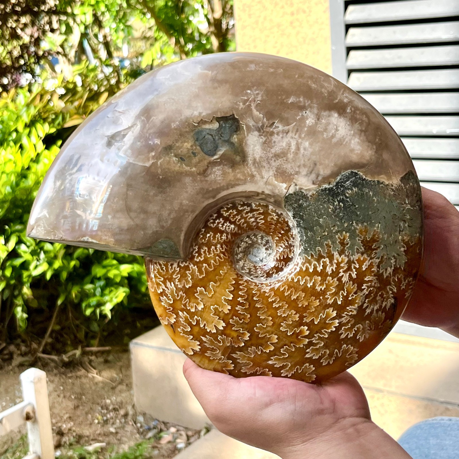 Ammonite Fossil Specimen Polished Spiral Shell Home Decor 6.4 lb