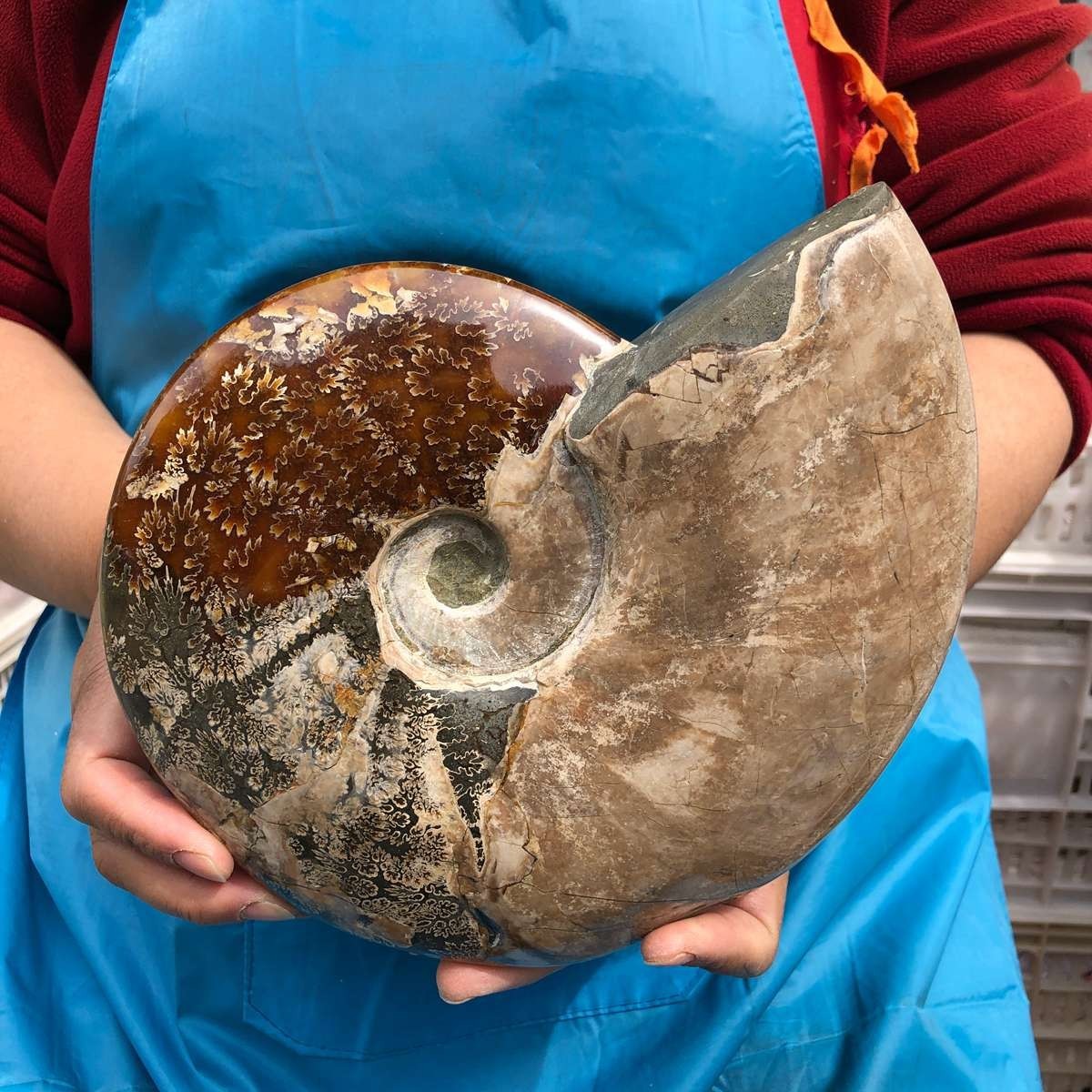5.14LB Large Natural Beautiful Ammonite Fossil Conch Crystal Specimen Healing