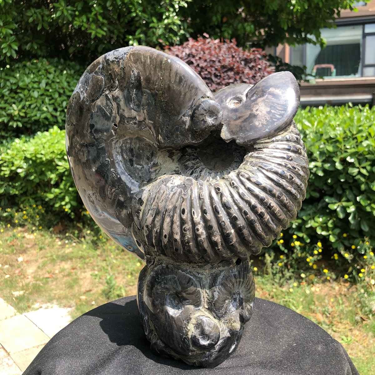 15.24LB Natural Beautiful Ammonite Fossil Conch Crystal Specimen Healing 5122