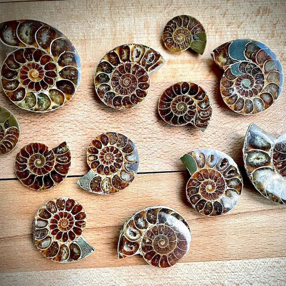 2pc Half Cut Natural Ammonite Shell Fossil Specimen Madagascar Collection Gem