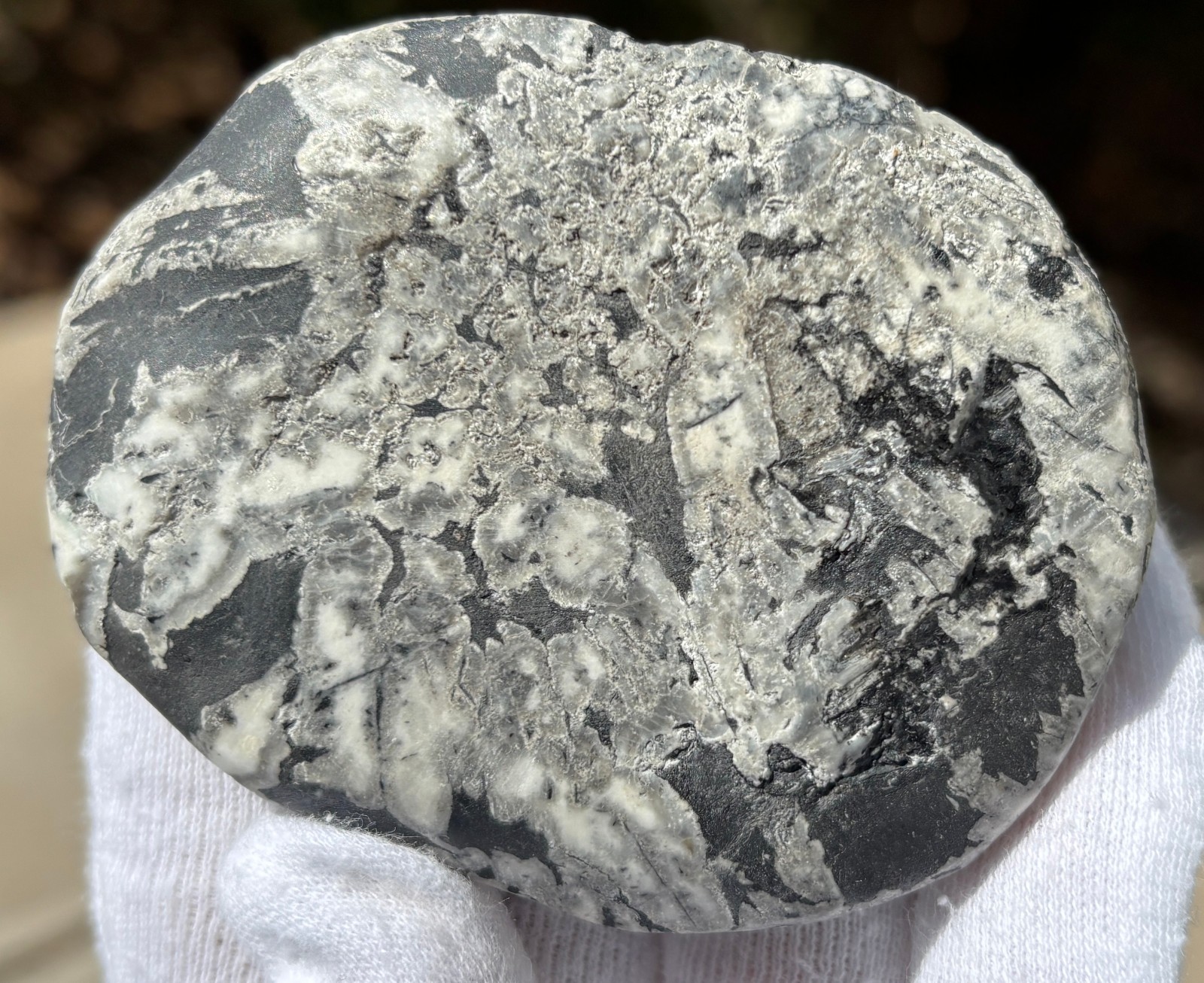 SEE VIDEO AUTHENTIC 150g LOT 2 CHRYSANTHEMUM PALMSTONES *NOT PAINTED PALM STONE