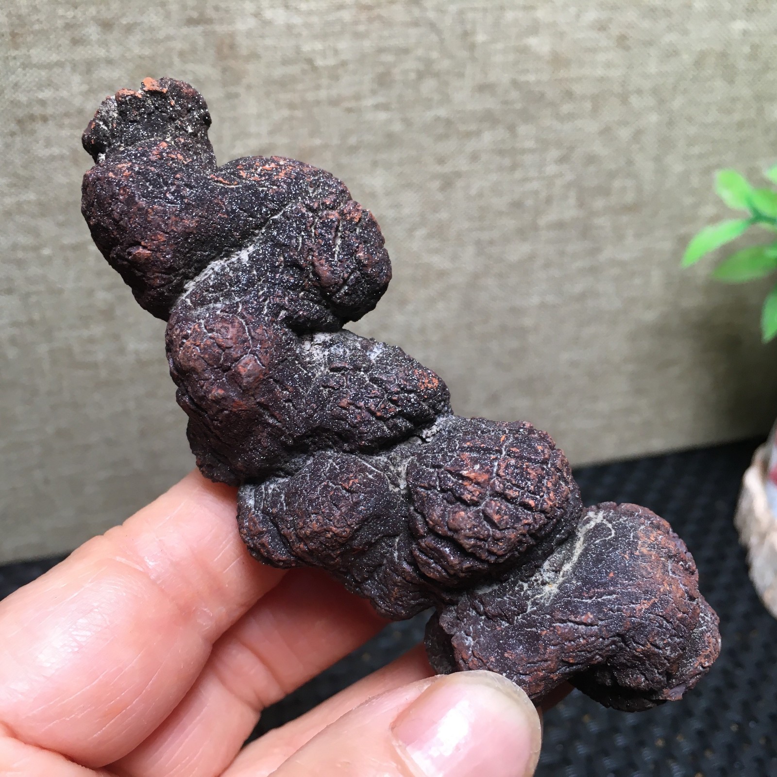 100g Natural dung coprolite Petrified Poop crystal Specimen fb1479