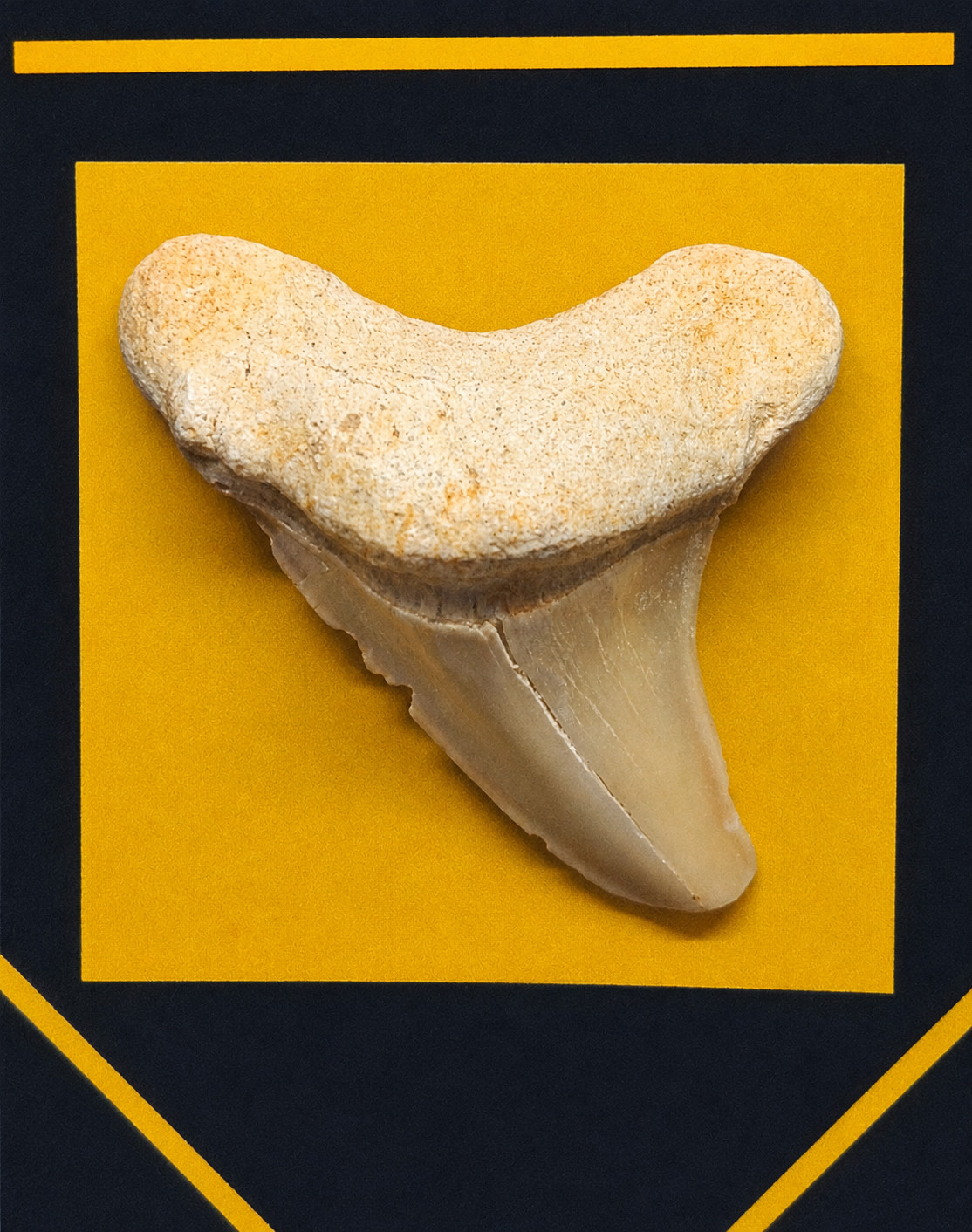 Wonders of the Deep – Shark Tooth | Ammonite | Tahitian pearl | Fossils w/COA