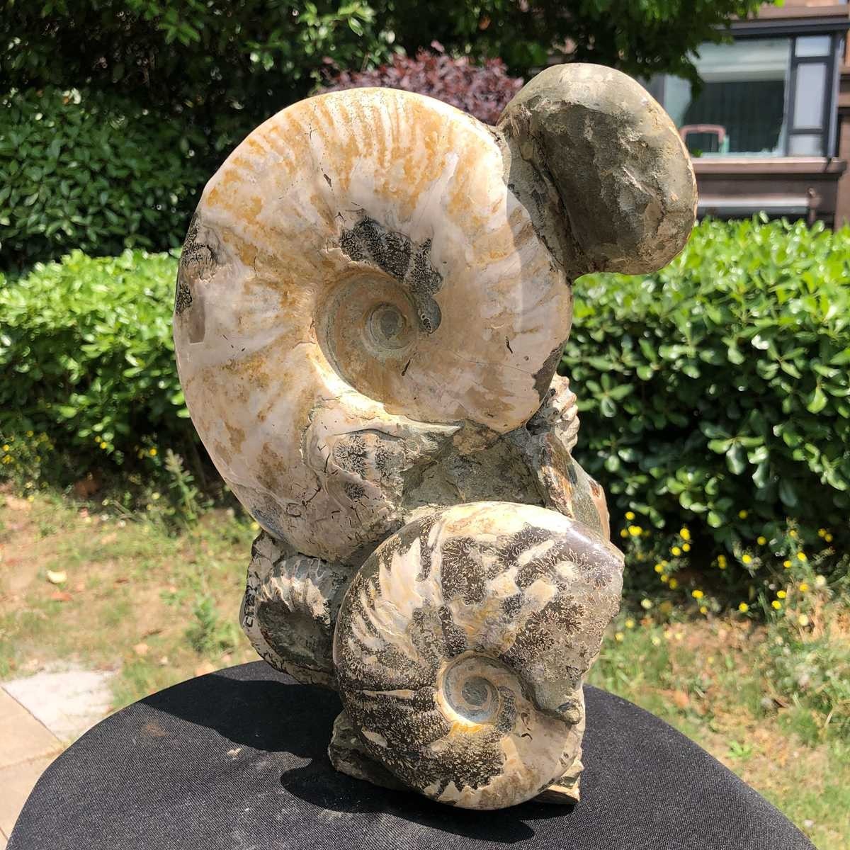 11.61LB Rarem Natural Tentacle Ammonite Fossil Specimen Shell Healing Madagas