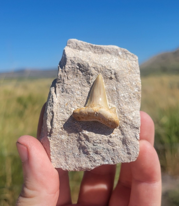 Otodus Obliquus Shark Tooth Fossil in Matrix – Morocco