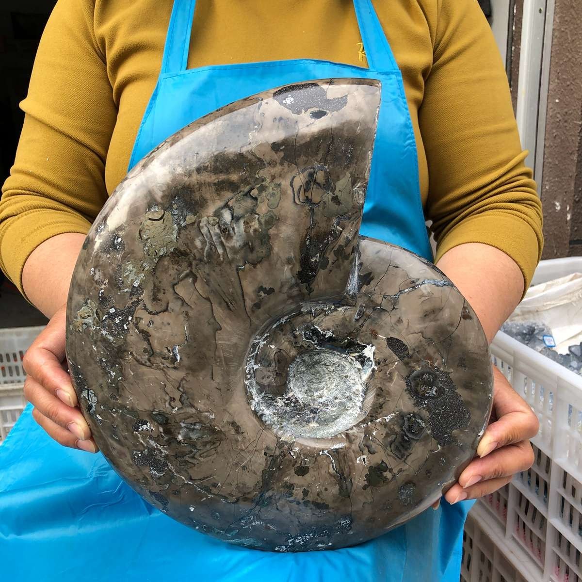 10.75LB Natural Beautiful Ammonite Fossil Conch Crystal Specimen Healing 4593