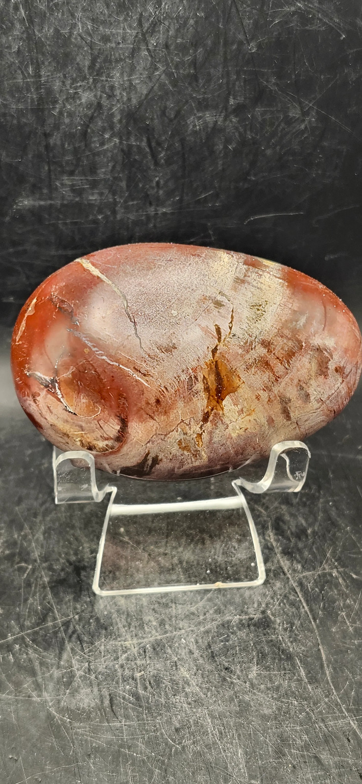 Large Petrified wood palm stone! 10 ounces, 3.3 inches long, 2.2 wide