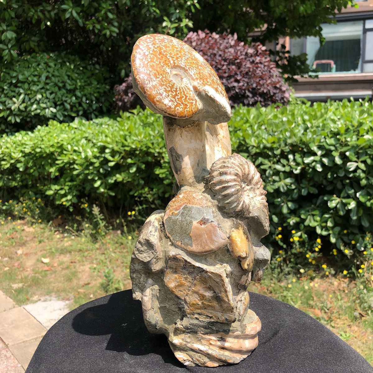 11.61LB Natural Multi Ammonite Cluster Fossil Specimen Healing Crystal Display