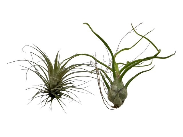SET-2 Amethyst Geode Crystal Air Plant Holders with Air Plants – Unique Gift