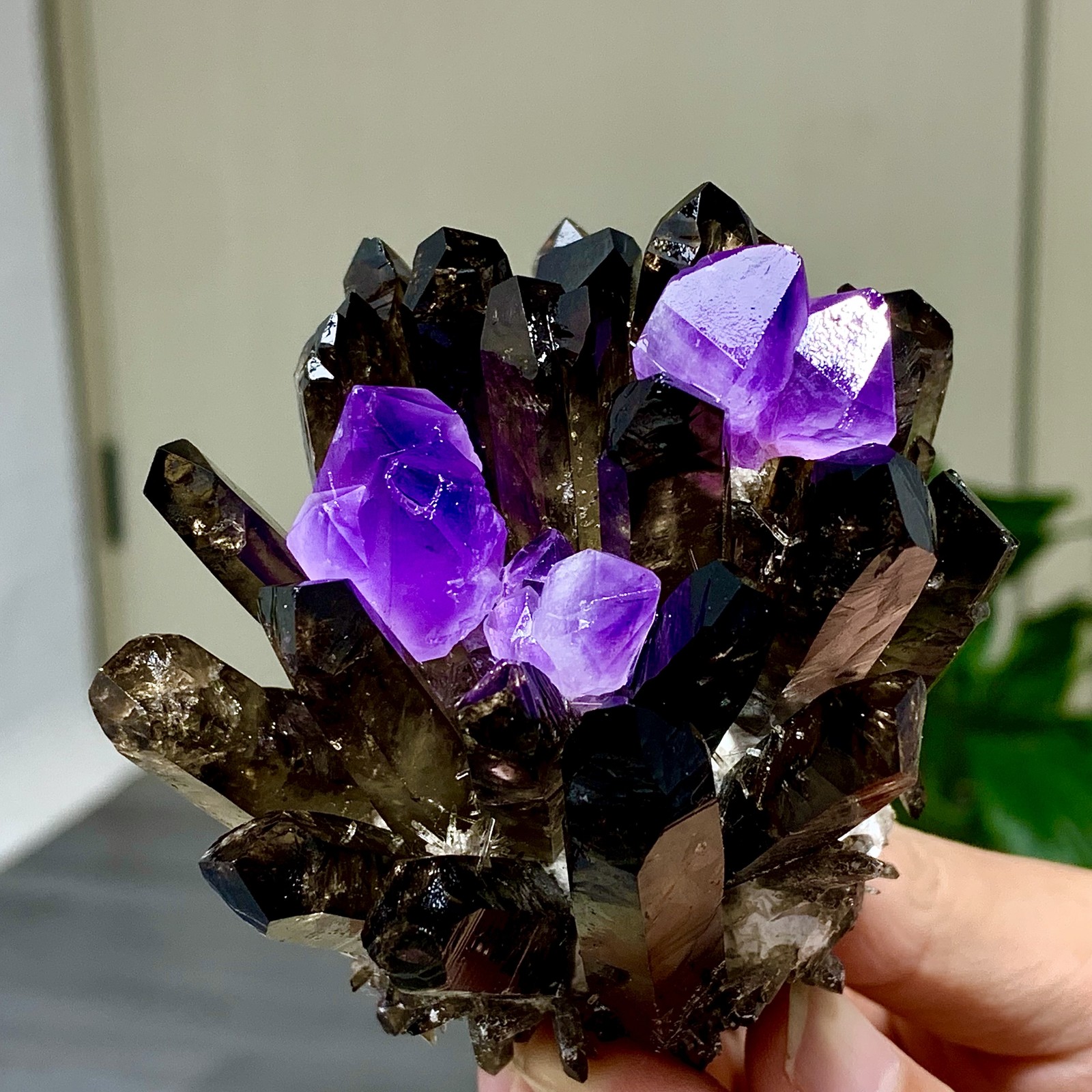 290G New Find black+purple Phantom Quartz Crystal Cluster Mineral Specimen