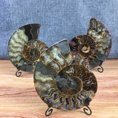 top! Natural ammonite fossil conch Crystal specimen healing+stand 1PC 200g+