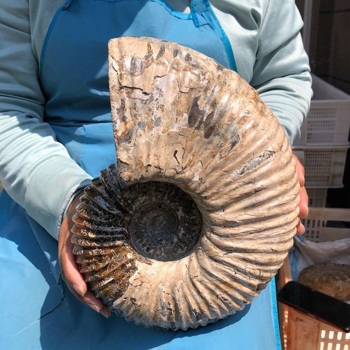 17.75LB Natural Beautiful Ammonite Fossil Conch Crystal Specimen Healing 5386