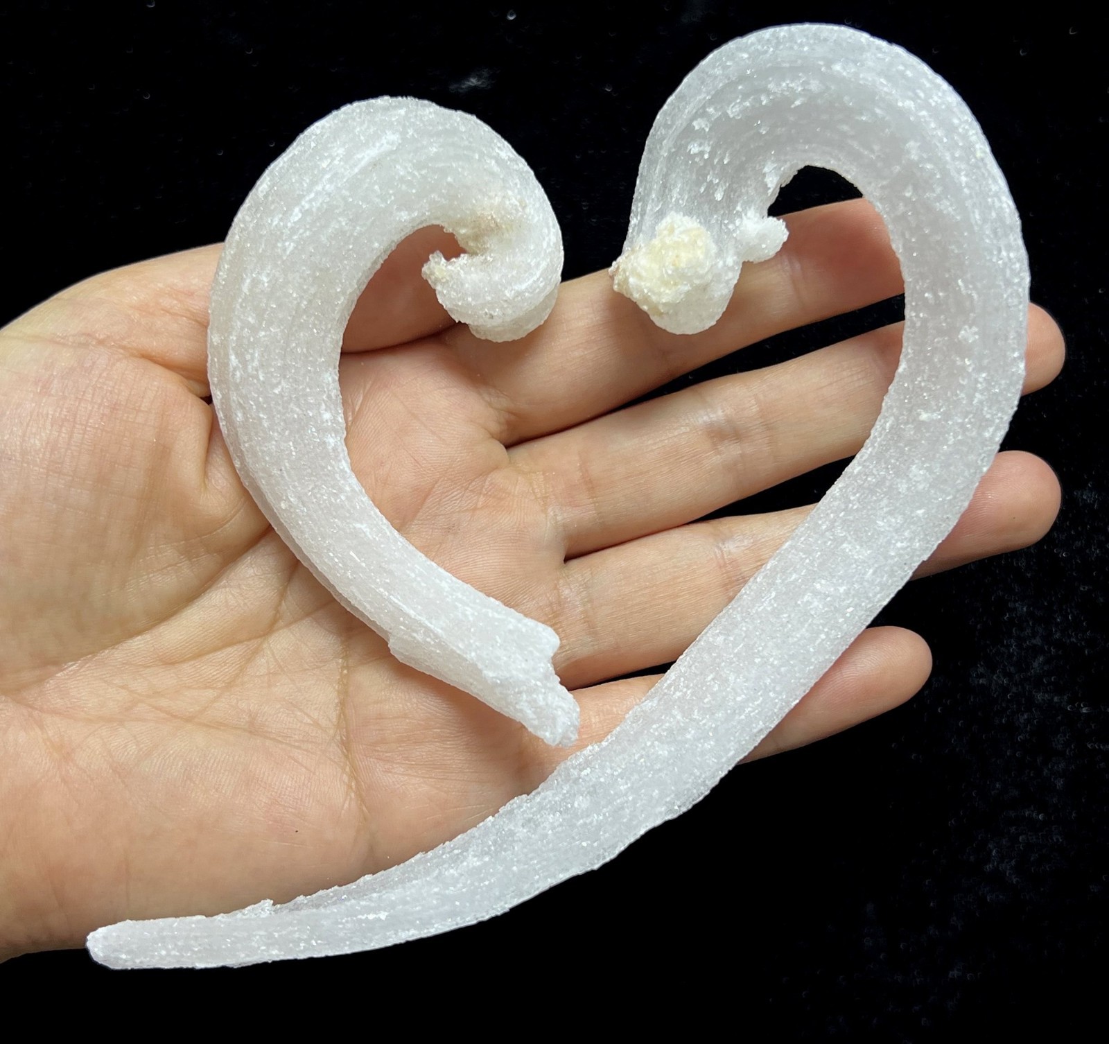 2pcs ‘Ram’s Horn’ shape Selenite (Gypsum), 150mm & 87mm,Natural Mineral Specimen