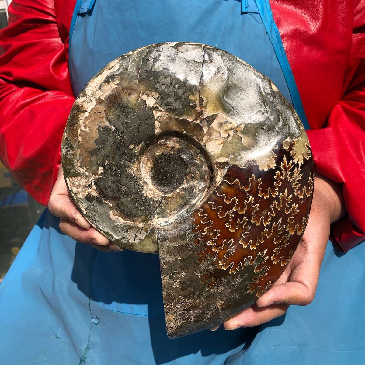 3.65LB AAA Natural Polished Ammonite Fossil with Suture Detail healing