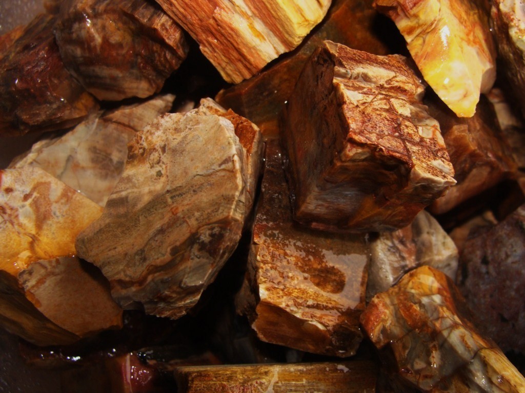 3000 Carat Lots of Unsearched Petrified Wood + a Free Faceted Gemstone