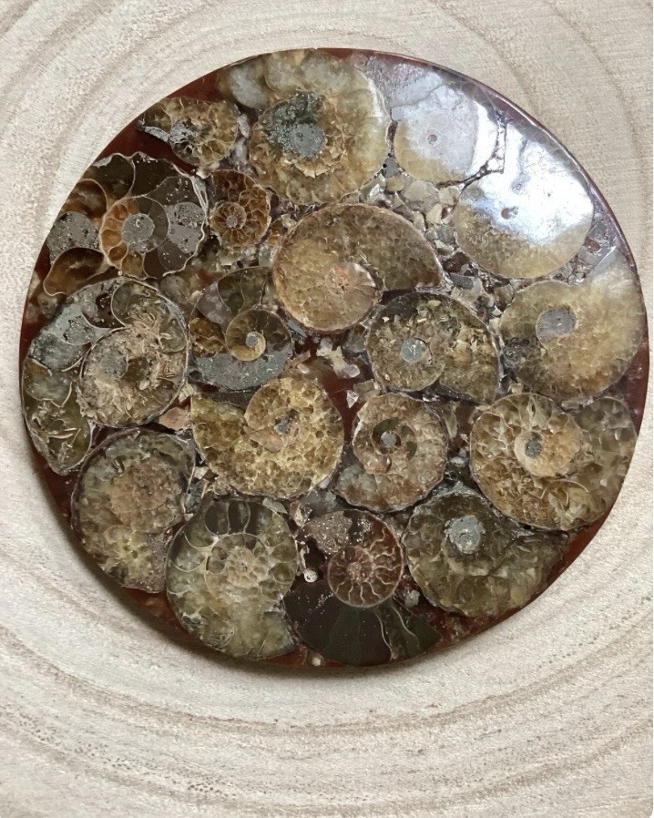 Authentic Ammonite Fossil Disc: Ammonite Crystal, Third Eye Chakra, Crown Chakra