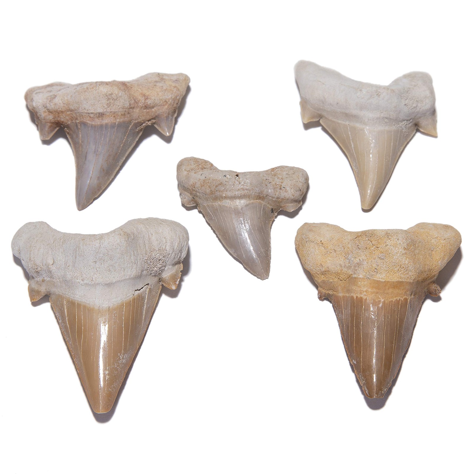 KALIFANO Authentic Fossilized Prehistoric Shark Teeth from Morocco – Shark To…