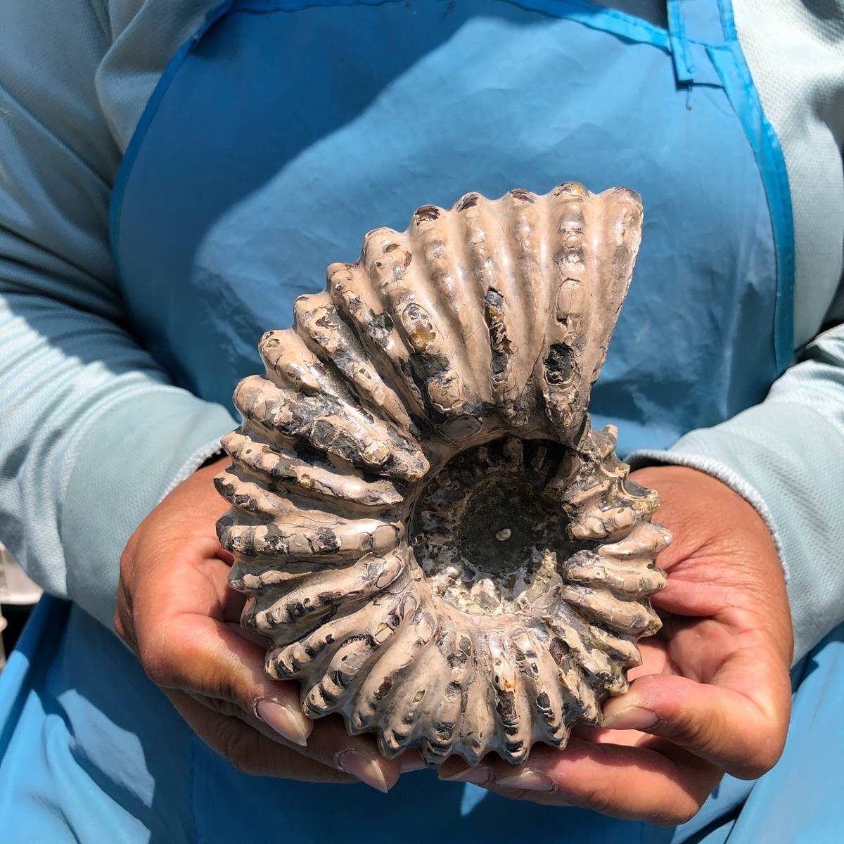 7.15LB 3pc Rare! Natural Tentacle Ammonite Specimen Healing Madagascar