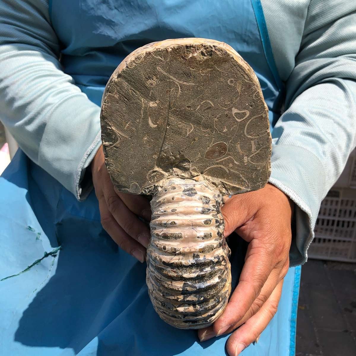 10.86LB Natural Beautiful Ammonite Fossil Conch Crystal Specimen Healing 5378