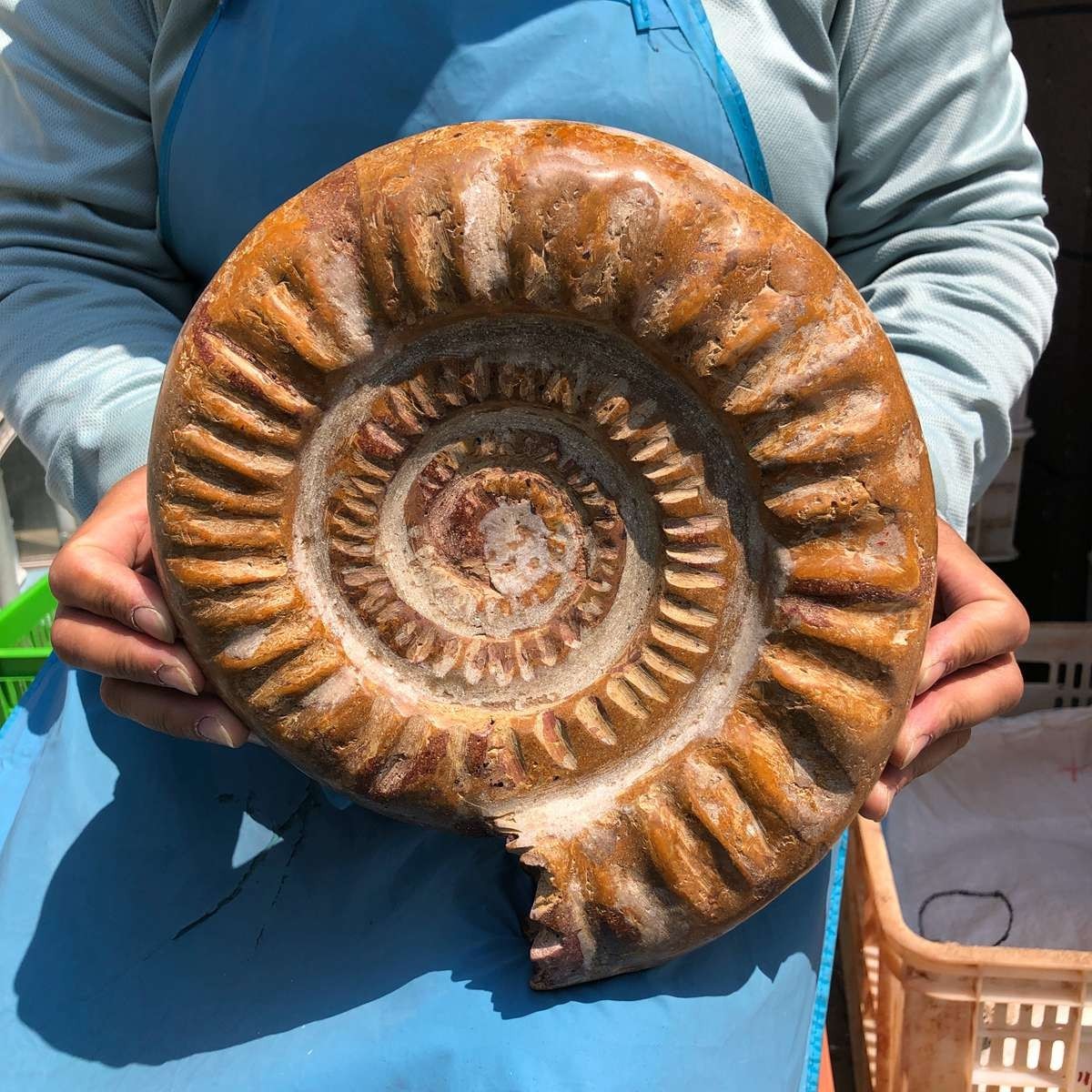 9.96LB Top Natural Horn Screw Fossil Ammonite Conch Crystal Specimen Healing