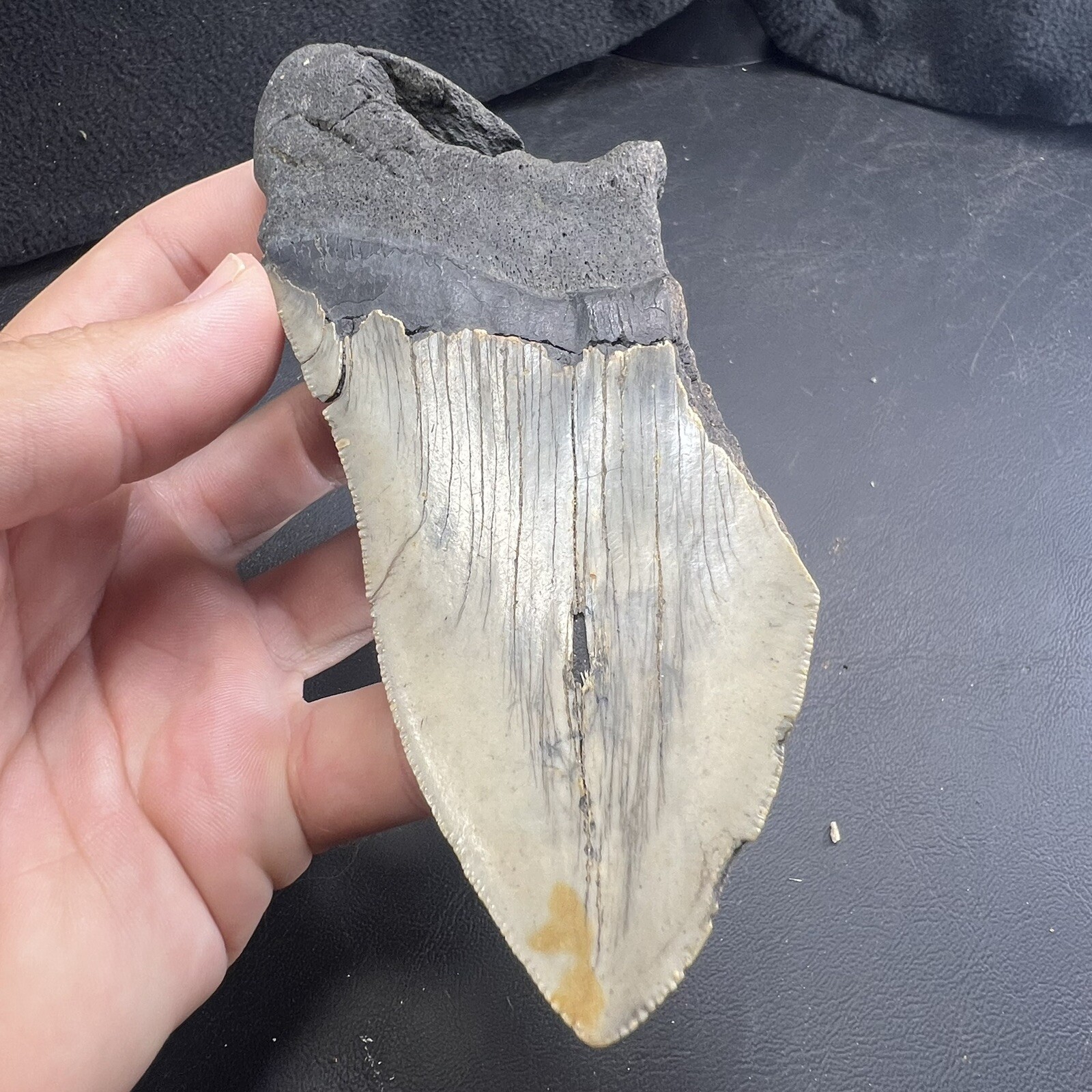 Megalodon Shark Tooth Fossil  North Carolina Coast Megaladon Megladon Meglodon