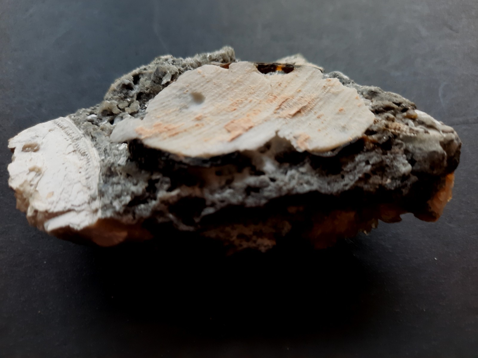 Golden Yellow Honey Calcite Crystals on Fossil Mangrove Clam Shell Rucks Pit