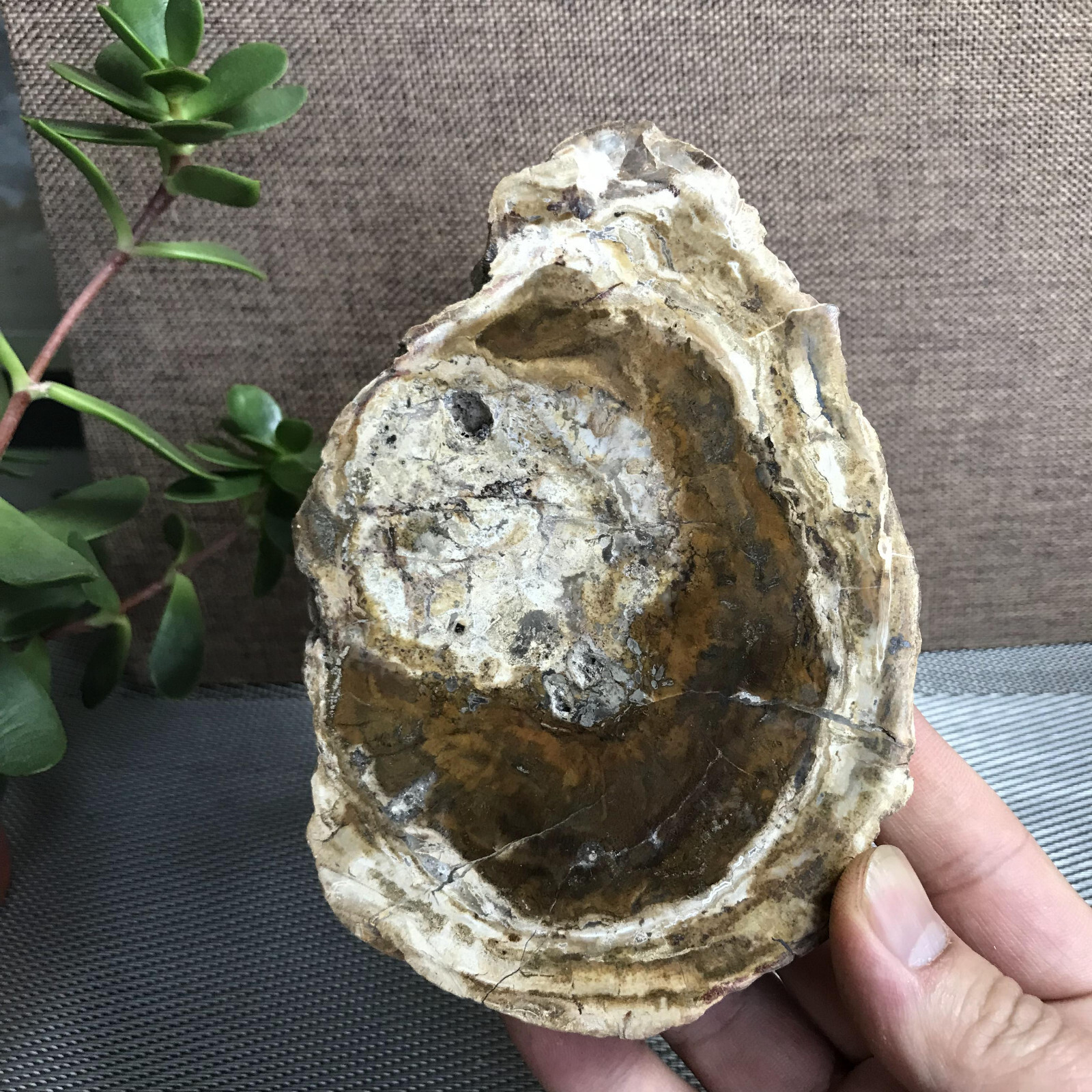 Top 148mm Natural Petrified Wood Crystal Rough Slice Madagascar 361g A1409
