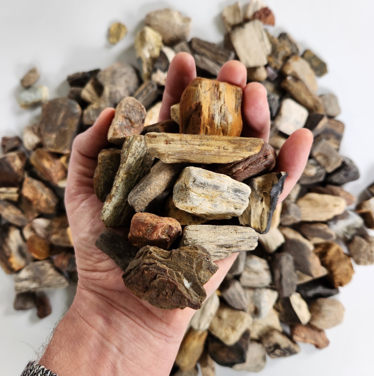 1 lb. 1 to 2 Inch Colorful Petrified Wood Crystal (Wholesale Bulk 16 oz Lots)