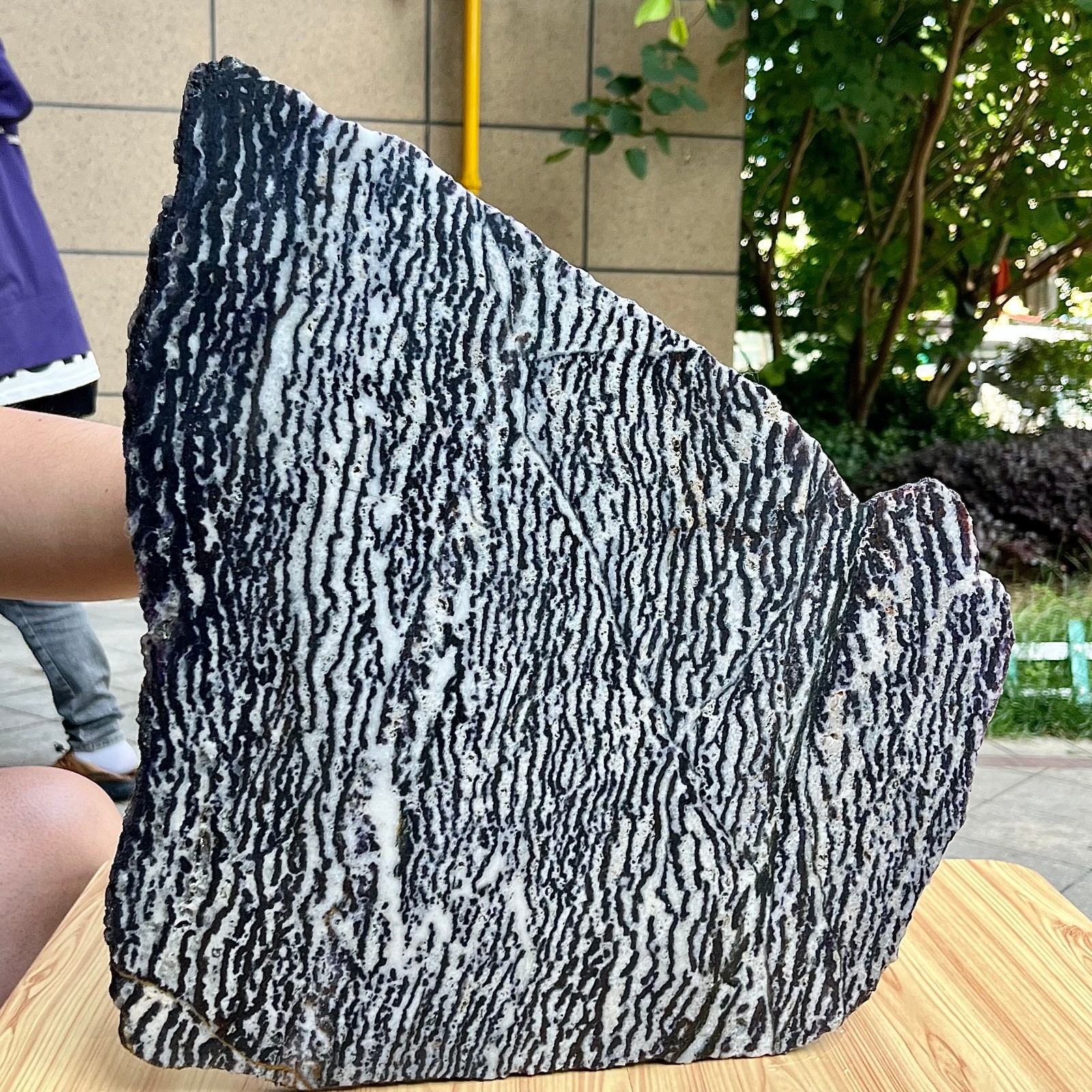 Zebra Stone Polished Slice Black White Stripe Mineral Specimen Display 9.9 lb