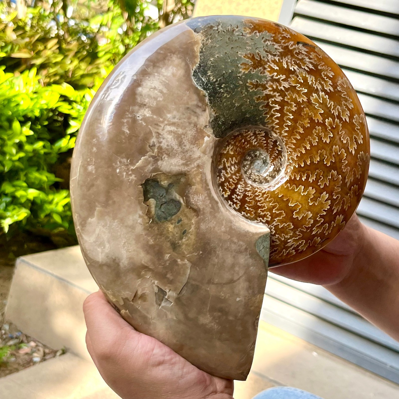 Ammonite Fossil Specimen Polished Spiral Shell Home Decor 6.4 lb
