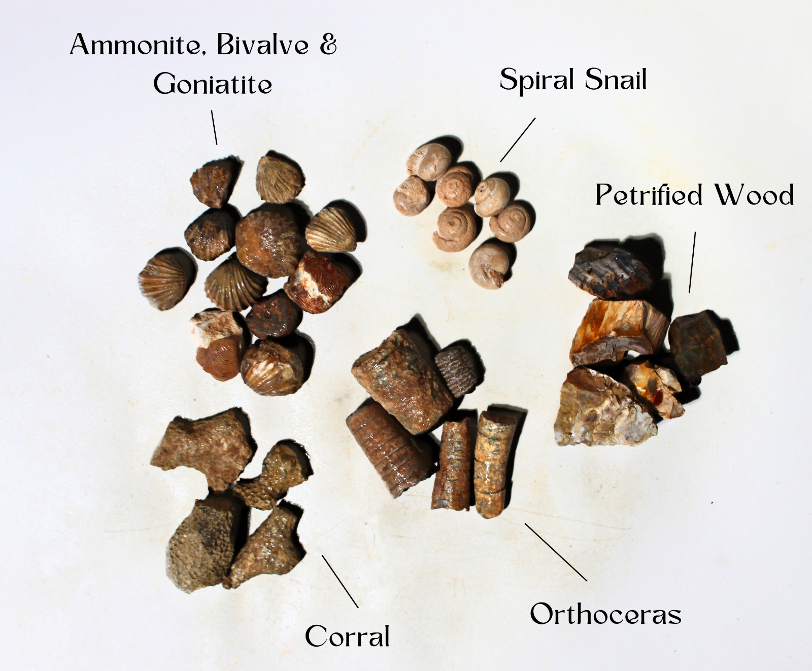 Fossil Mix – Rough Material for Tumbling – Bulk Wholesale 1LB options