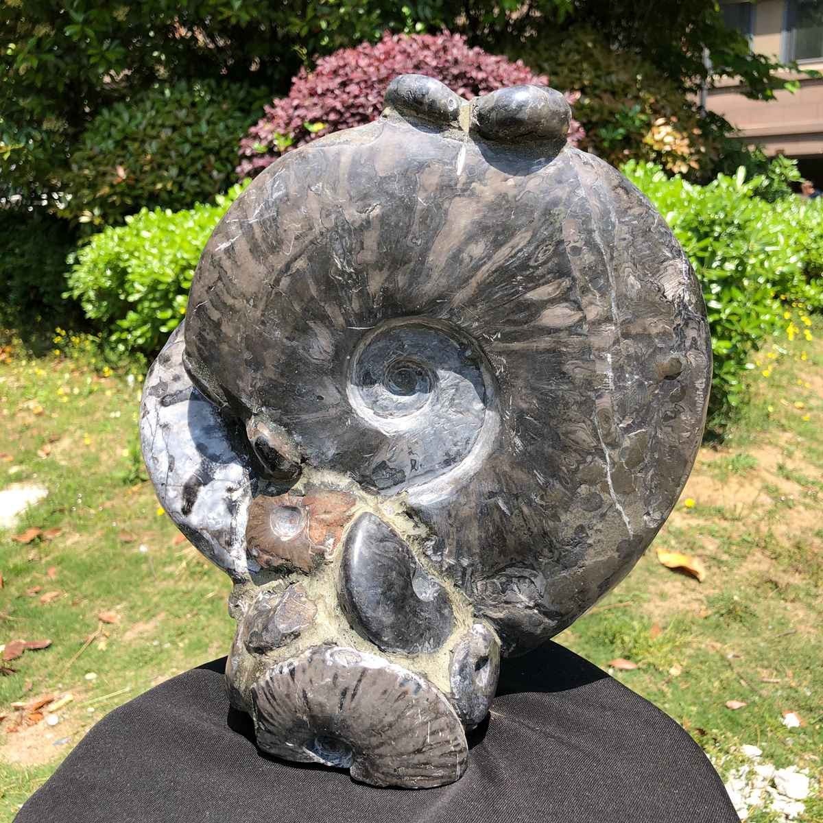 15.24LB Natural Beautiful Ammonite Fossil Conch Crystal Specimen Healing 5100