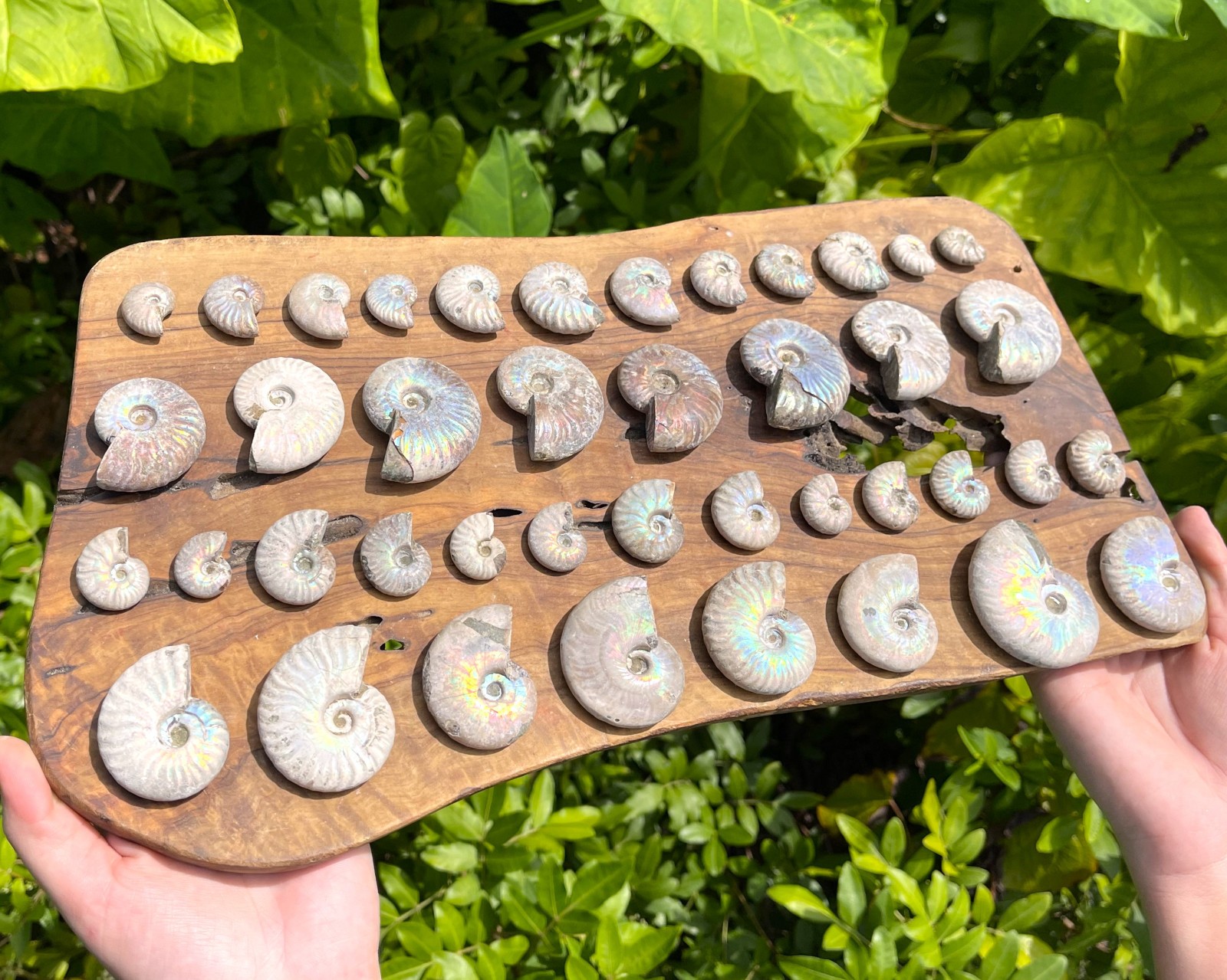 Opalized Ammonite Fossils – Choose Size & Amount (Natural Iridescent Ammonites)