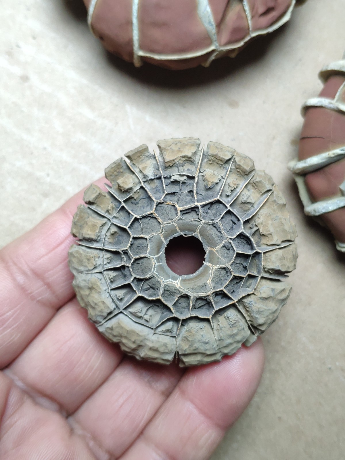 44g rare Natural tortoise back pattern stone Moire stone Specimen