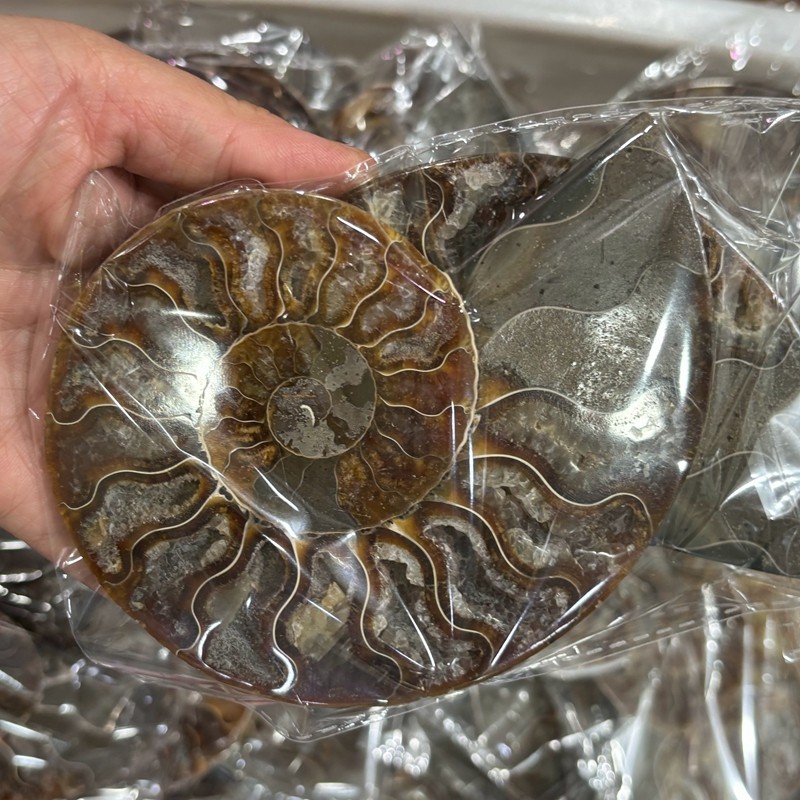 TOP Natural Ammonite Fossil Conch Crystal Specimen Healing Care A pair 200g+