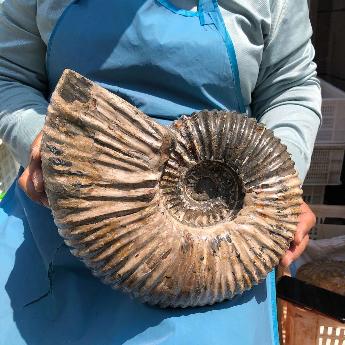 17.75LB Natural Beautiful Ammonite Fossil Conch Crystal Specimen Healing 5386