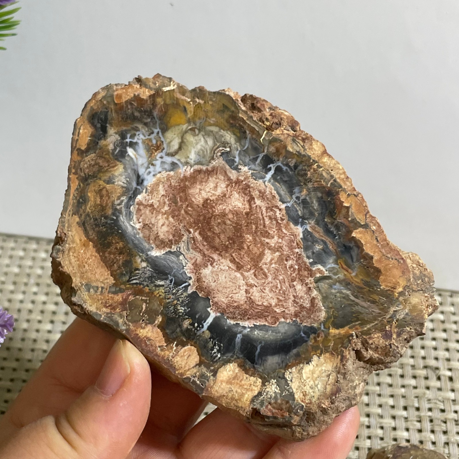 Natural Polished Petrified Wood Crystal Slice Madagascar 165g
