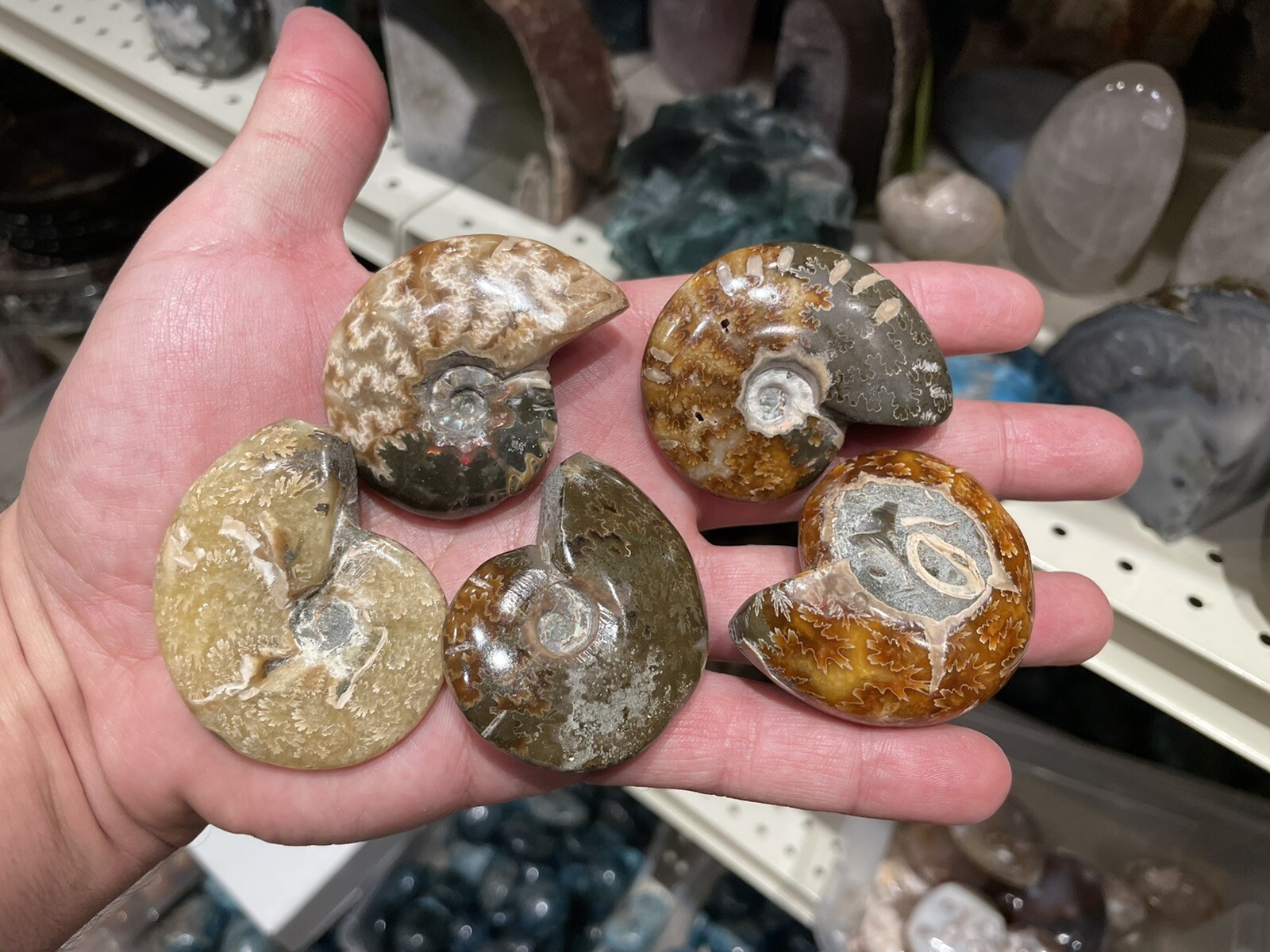 Ammonite Fossil Conch Specimen 2” Crystal Healing Yoga Reiki Rock ZENDA