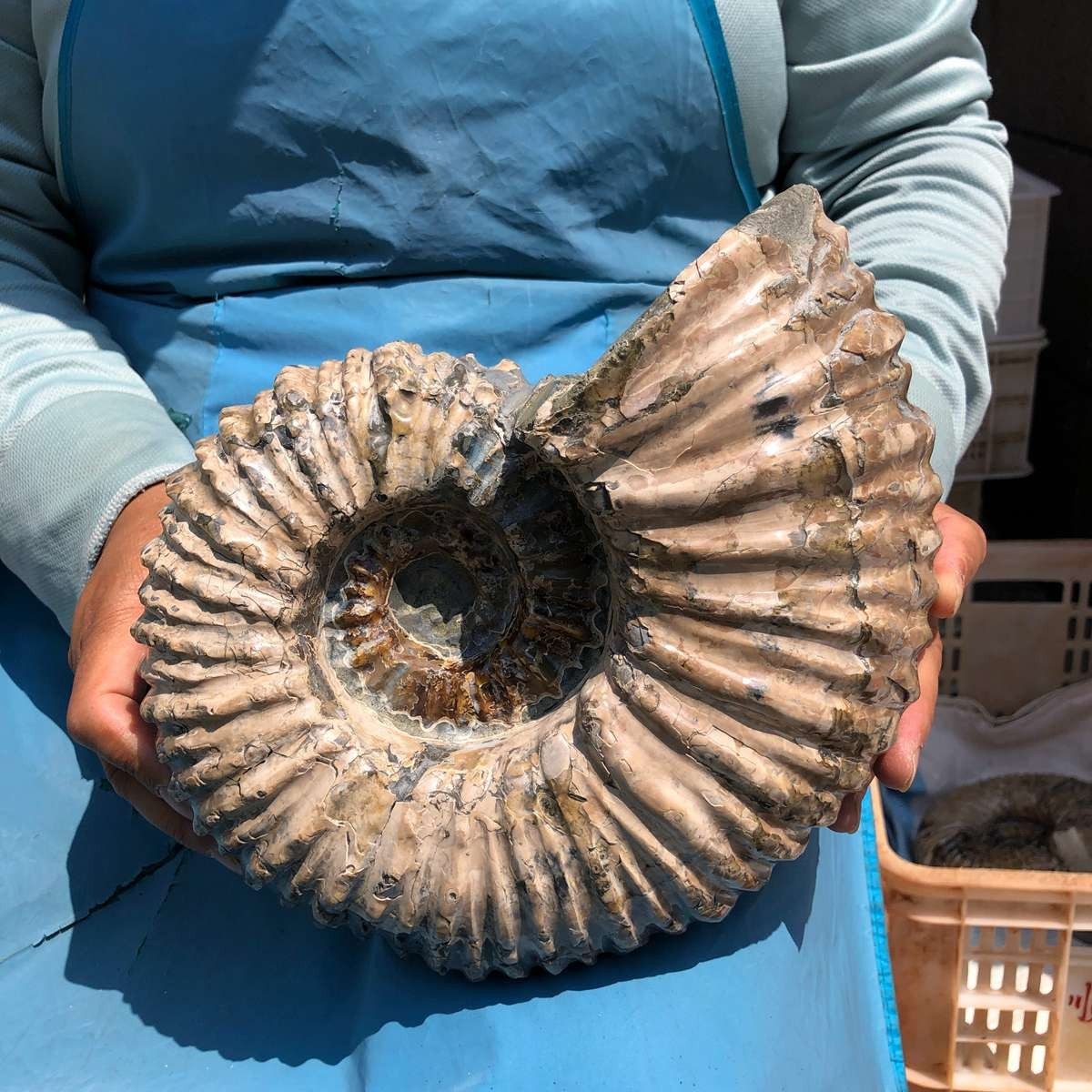 11.52LB Large Natural Beautiful Ammonite Fossil Conch Crystal Specimen Healing