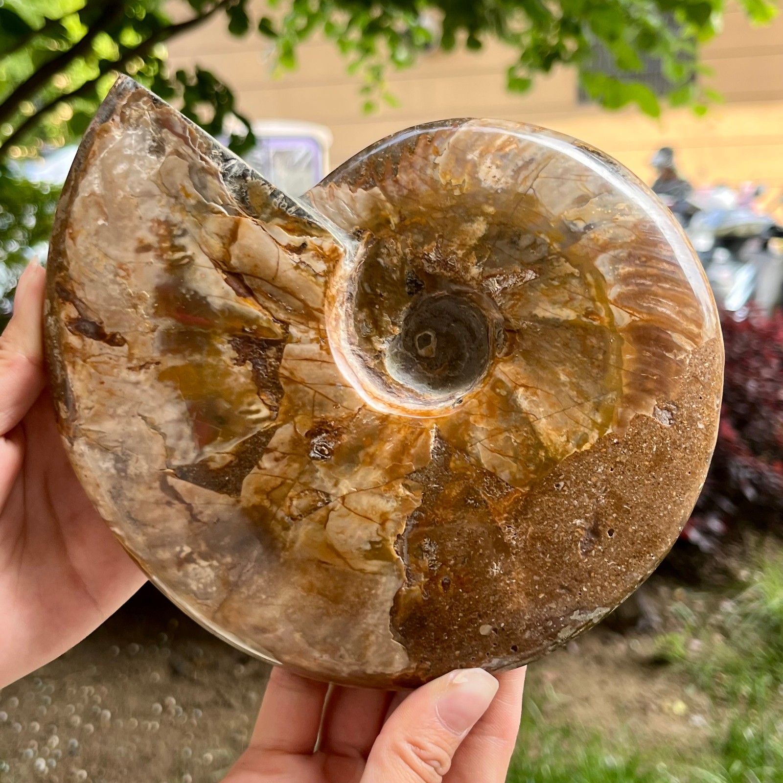 Genuine Ammonite Fossil Polished Sea Snail Shell Gemstone Figure Display 3.3 lb