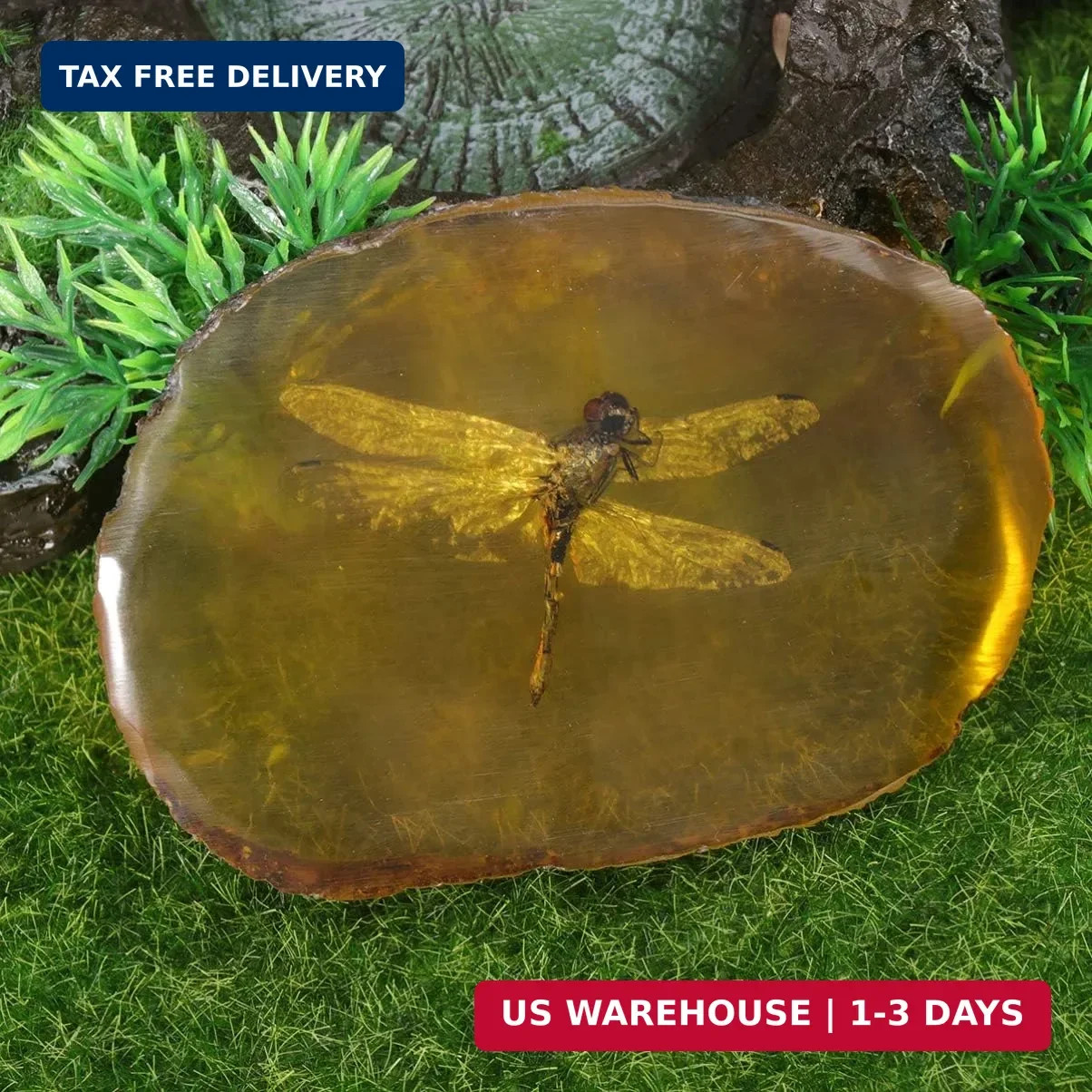 Garneck Amber Specimen Pendant with Insect Inside Unique Resin Ornament for Scie