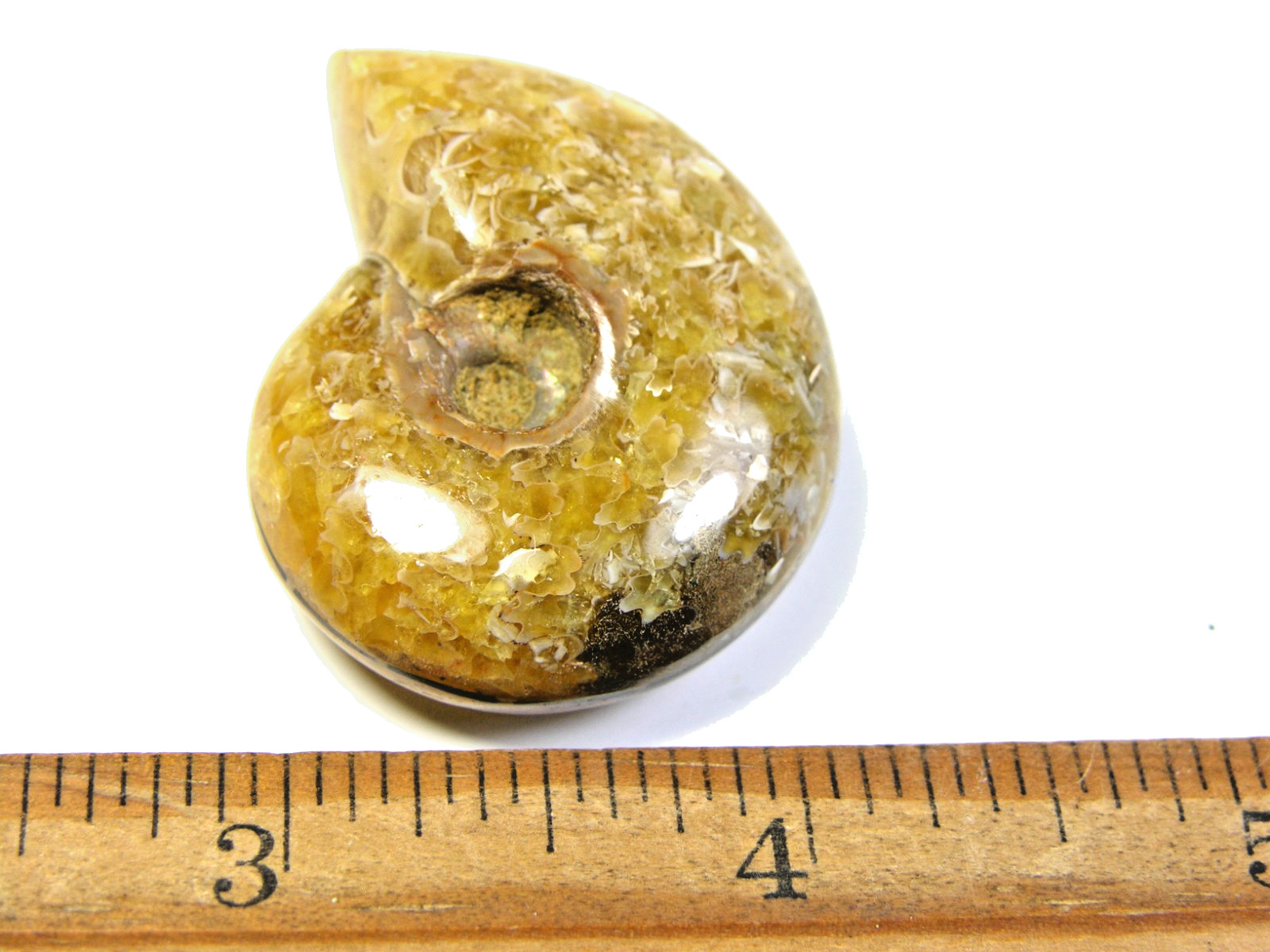 Ammonite fossil polished 1 1/2″ + showing suture lines Madagascar ms13