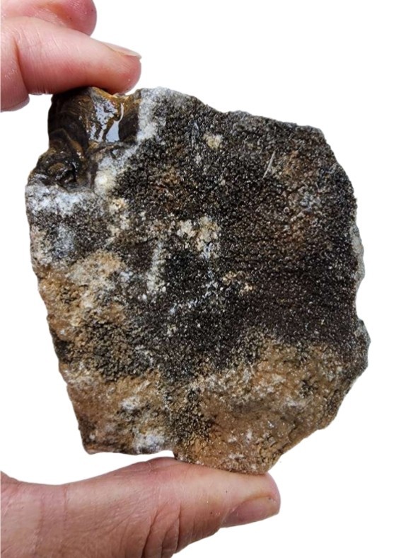 Stromatolite Faced Rough 100.7 grams Wyoming Great Display Lot