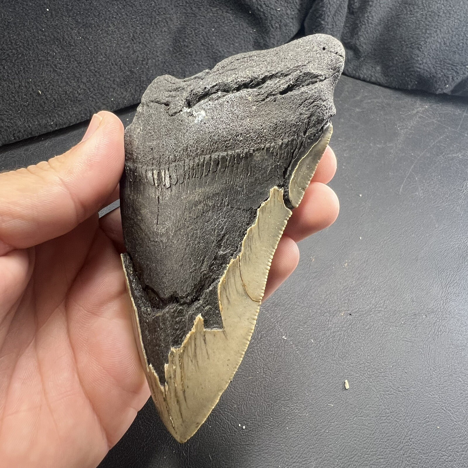 Megalodon Shark Tooth Fossil  North Carolina Coast Megaladon Megladon Meglodon