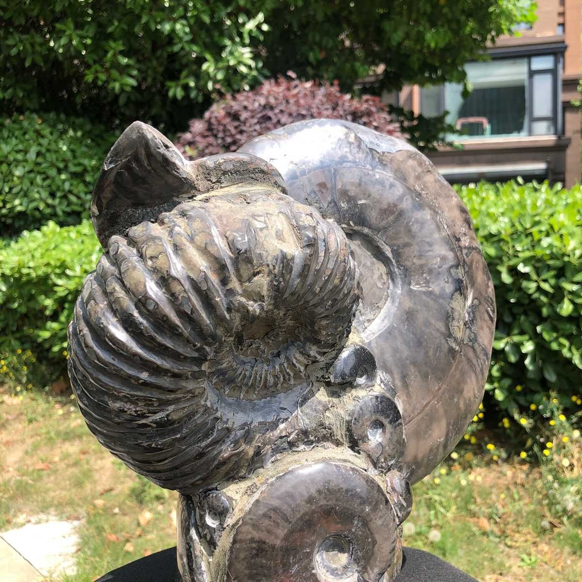 15.24LB Natural Beautiful Ammonite Fossil Conch Crystal Specimen Healing 5122