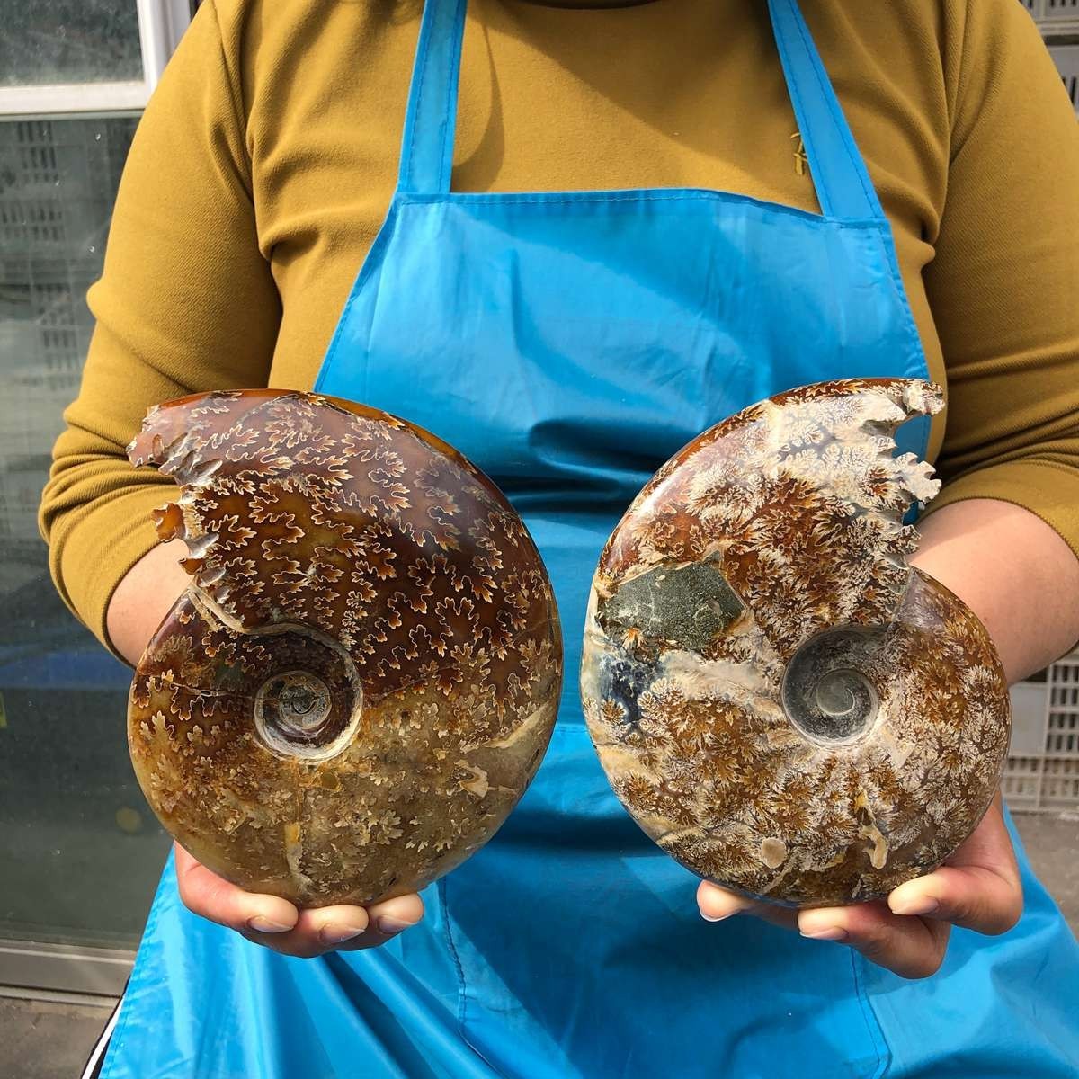2pcs 3.47LB Natural Beautiful Ammonite Fossil Conch Crystal Specimen Healing